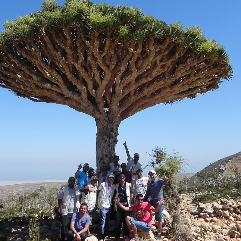 الحملات الموسمية